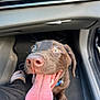 dog, puppy, chocolate_labrador, tongue_out, car_interior, car_floor_mat, happy, pet, canine, animal, excited, close_up, snout, eyes, collar, person_leg, footwear, black_pants, vehicle, joy