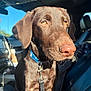 Duke joined the competition — help win amazing prizes! dog, chocolate_brown, collar, car_interior, sunlight, close_up, pet, animal, leash, seat, window, reflection, whiskers, ears, snout, amber_eyes, fur, vehicle, daylight, portrait