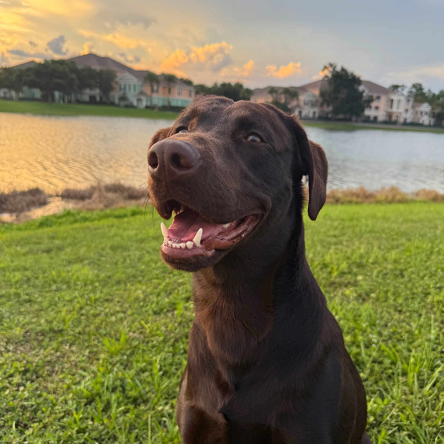 Duke is registered to the contest to win money with this photo: animal, canine, chocolate_labrador, clouds, dog, grass, greenery, happy, houses, labrador, lake, mammal, nature, outdoor, pet, portrait, sky, smiling_dog, sunset, water
