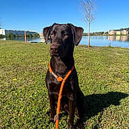 Duke is registered to the contest to win money with this photo: dog, labrador, leash, grass, lake, tree, sky, outdoor, sunlight, shadow, pet, animal, nature, water, building, calm, greenery, summer, sitting, sunny