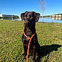 dog, labrador, leash, grass, lake, tree, sky, outdoor, sunlight, shadow, pet, animal, nature, water, building, calm, greenery, summer, sitting, sunny