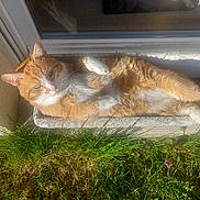 Teurgoule a rejoint le concours — aidez-le/la à gagner de superbes lots ! animal, cat, cute, daylight, domestic_cat, feline, garden, grass, lying_down, nature, orange_cat, outdoor, pet, planter_box, relaxed, resting, sunbathing, sunlight, white_cat, window