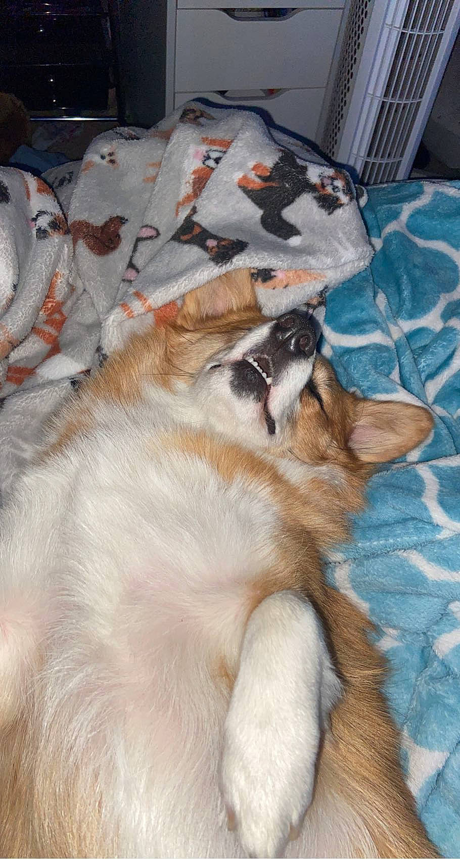 Isla joined the competition — help win amazing prizes! canidae, carnivore, comfort, companion_dog, couch, dog, dog_breed, duvet, fawn, felidae, fur, linens, nap, paw, small_to_medium_sized_cats, sporting_group, tail, whiskers