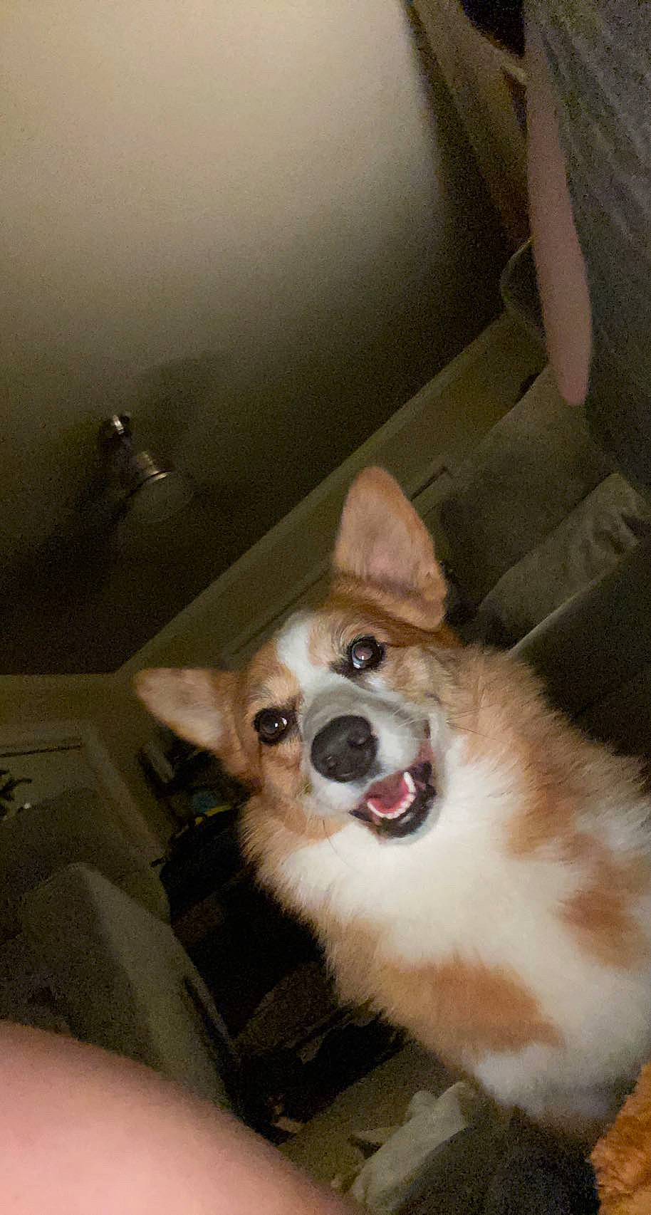 Isla joined the competition — help win amazing prizes! canidae, car_seat, carnivore, collar, companion_dog, dog, dog_breed, dog_supply, ear, fawn, fur, non_sporting_group, pomeranian, puppy, snout, sporting_group, toy_dog, whiskers, working_animal, working_dog