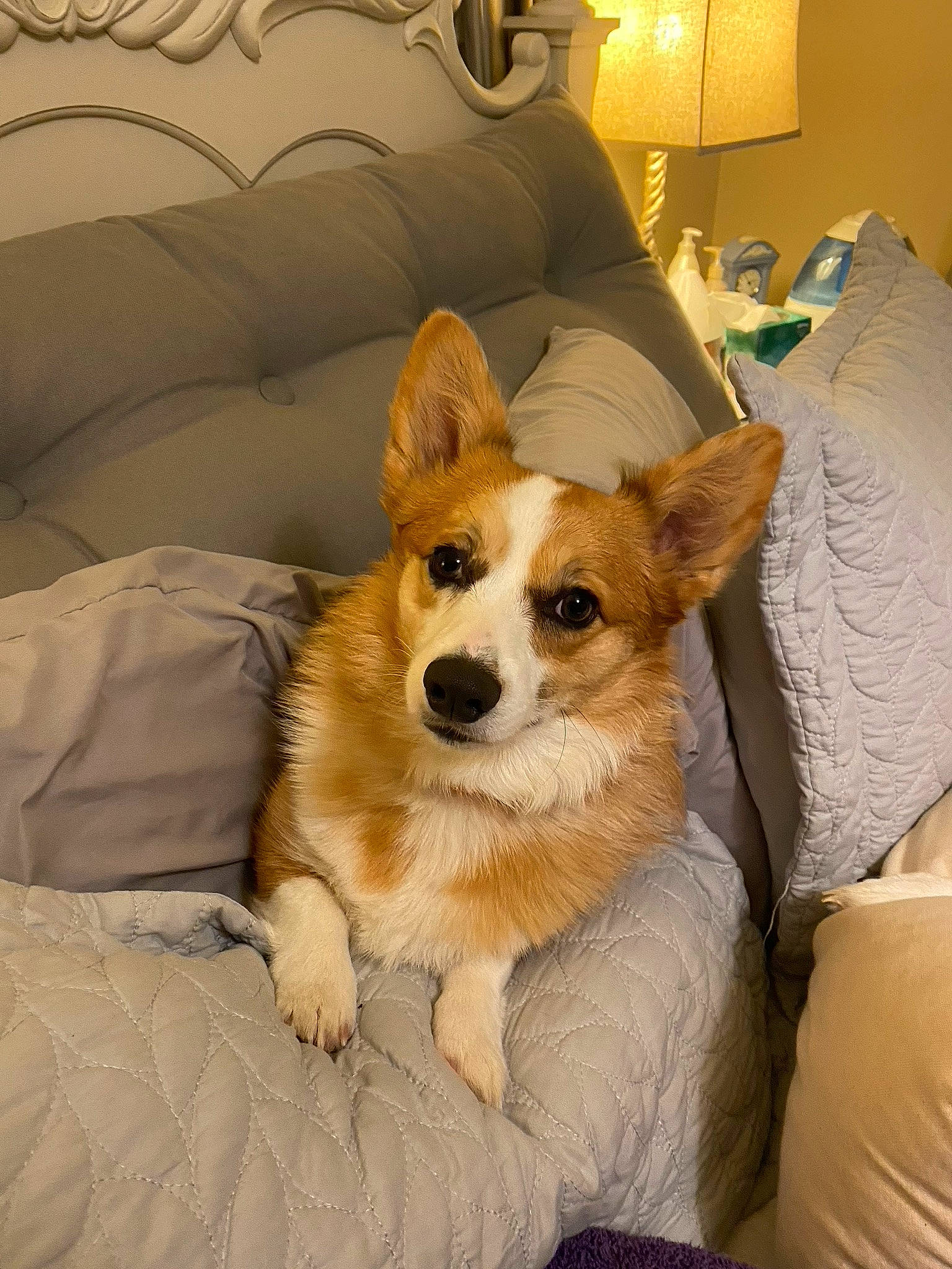 Isla is registered to the contest to win money with this photo: carnivore, chair, comfort, companion_dog, couch, dog, dog_breed, door, fur, furniture, lamp, lampshade, linens, picture_frame, pillow, room, snout, tire, whiskers, working_animal