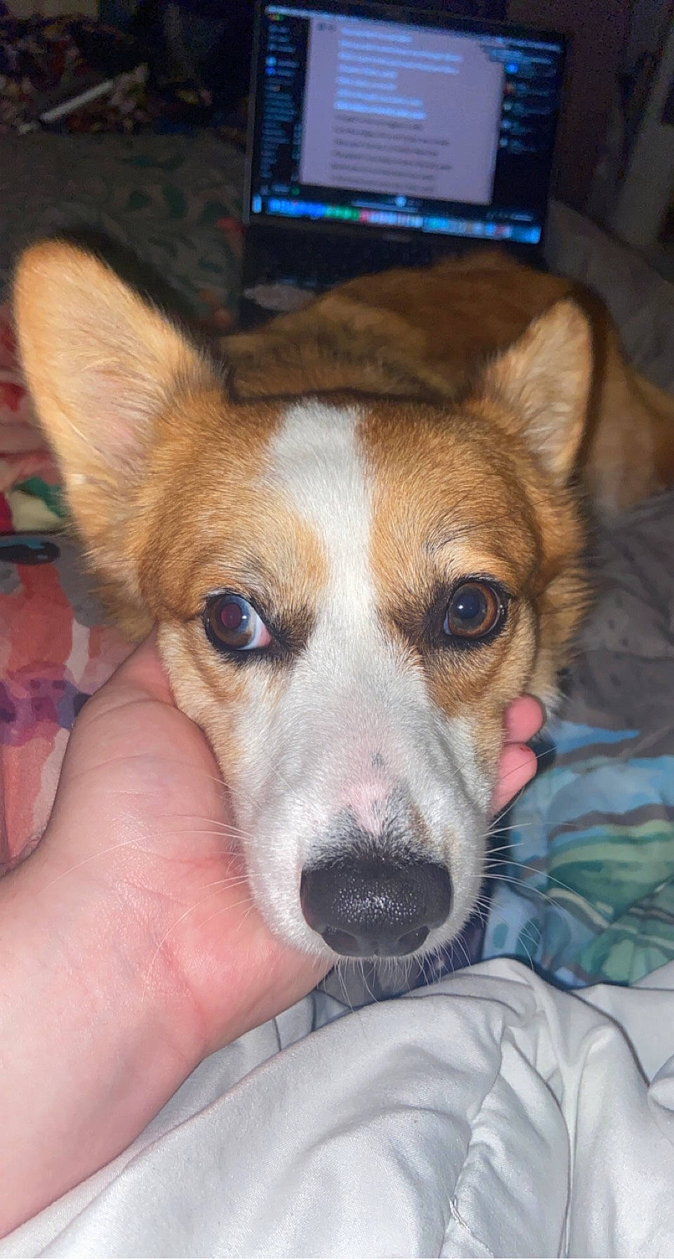 Isla joined the competition — help win amazing prizes! ancient_dog_breeds, canidae, cardigan_welsh_corgi, carnivore, collar, companion_dog, dog, dog_breed, fawn, fur, irishjacks, non_sporting_group, puppy, snout, sporting_group, street_dog, television, welsh_corgi, whiskers, working_dog