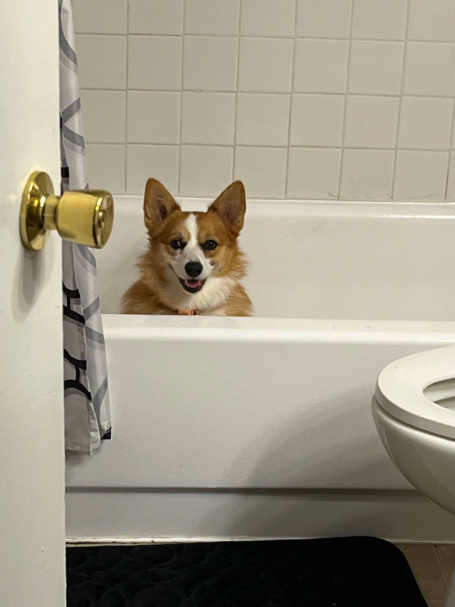 Isla joined the competition — help win amazing prizes! automotive_design, bathroom, bathtub, canidae, carnivore, comfort, companion_dog, dog, dog_breed, dog_supply, fawn, floor, flooring, pet_supply, room, snout, sporting_group, tail, toy_dog, working_animal