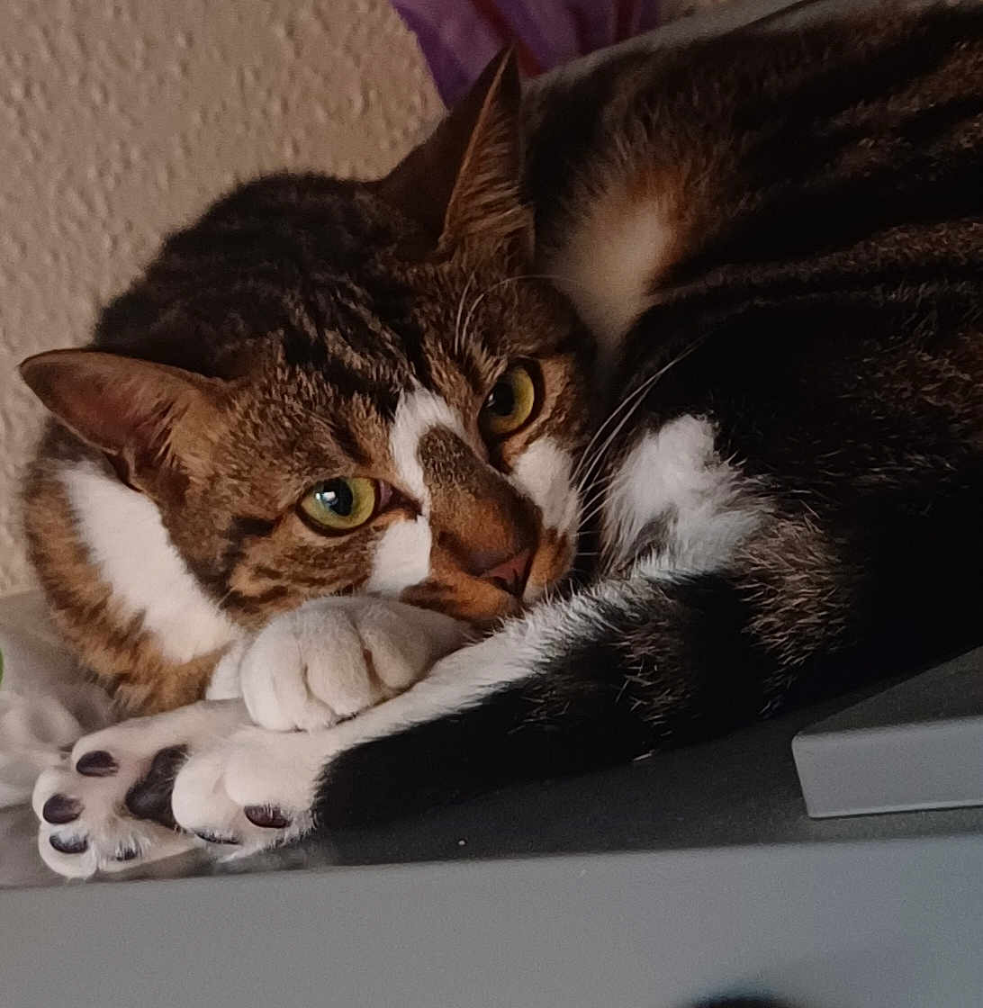 Kelly a rejoint le concours — aidez-le/la à gagner de superbes lots ! cat, tabby, pet, animal, indoor, cozy, fur, paws, whiskers, closeup, resting, cute, sleepy, laying, curled_up, yellow_eyes, domestic_cat, soft_light, texture, quiet