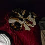 cat, calico_cat, sleeping, pillow, red_pillow, bed, blanket, fur, animal, pet, cozy, resting, indoor, cute, whiskers, claws, soft, relaxation, dark_background, quiet