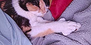 Mya is registered to the contest to win money with this photo: animal, blanket, calico, cat, closeup, comfort, cozy, cute, domestic, fabric, fur, indoor, napping, paw, pet, relaxation, resting, sleeping, soft, warm