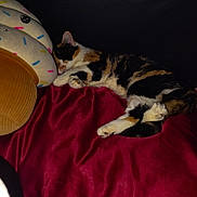 Mya is registered to the contest to win money with this photo: cat, calico_cat, sleeping, plush, pillow, cupcake, red_blanket, cozy, indoor, pet, fur, whiskers, relaxation, cute, animal, domestic, resting, soft, bedtime, closeup