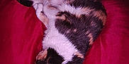 Mya joined the competition — help win amazing prizes! cat, calico, sleeping, curled_up, pillow, red, fur, pet, animal, resting, cozy, domestic_cat, whiskers, indoor, cute, feline, relaxing, nap, soft, companion