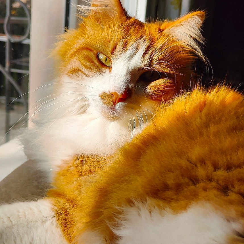 Kitana a rejoint le concours — aidez-le/la à gagner de superbes lots ! animal, cat, closeup, cozy, daylight, ears, feline, fluffy_fur, fur_texture, indoor, nose, orange_cat, pet, relaxed, resting, sleepy, sunlight, whiskers, white_cat, window