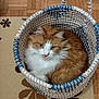 Kitana participe au concours pour gagner de l'argent avec cette photo : cat, basket, woven_basket, orange_cat, white_cat, fluffy_cat, indoor, floor, rug, patterned_rug, wood_floor, pet, resting, cozy, cute, feline, animal, home, domestic, relaxing