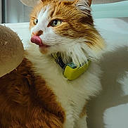 Kitana participe au concours pour gagner de l'argent avec cette photo : cat, orange, white, fluffy, collar, licking, cat_tree, indoor, pet, feline, fur, whiskers, ears, paws, shadow, blanket, cozy, domestic, animal, cute