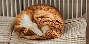 Kitana a rejoint le concours — aidez-le/la à gagner de superbes lots ! cat, orange_cat, white_cat, sleeping, curled_up, radiator, indoor, cozy, textured_pad, furniture, wooden_floor, resting, pet, fur, quiet, home, warm, relaxed, animal, cute