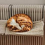 cat, orange_cat, white_cat, sleeping, curled_up, radiator, indoor, cozy, textured_pad, furniture, wooden_floor, resting, pet, fur, quiet, home, warm, relaxed, animal, cute