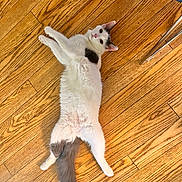 Momo is registered to the contest to win money with this photo: cat, fluffy, white, black_patch, relaxed, wooden_floor, indoor, pet, animal, tail, ears, pink_nose, lying_down, stretching, fur, cute, domestic_cat, whiskers, floor, playful