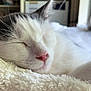 cat, sleeping, close_up, pink_nose, white_fur, black_fur, fluffy_blanket, cozy, indoor, pet, relaxation, whiskers, soft_texture, nap, domestic_animal, fur, animal_face, resting, cute, peaceful