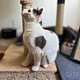 cat, white_cat, black_patch, scratching_post, indoor, carpet, cat_tree, pet, feline, curious, sitting, fur, whiskers, animal, domestic_cat, closeup, side_view, soft_focus, cozy, household