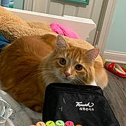 Jack Haydon is registered to the contest to win money with this photo: cat, orange_tabby, marker, marker_caps, black_case, blanket, bed, mirror, door, floor, slipper, colorful, indoor, pet, feline, curious, cozy, home, soft, resting
