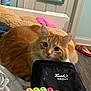 cat, orange_tabby, marker, marker_caps, black_case, blanket, bed, mirror, door, floor, slipper, colorful, indoor, pet, feline, curious, cozy, home, soft, resting