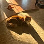 Jack is registered to the contest to win money with this photo: cat, orange_cat, fluffy_cat, carpet, sunlight, shadow, indoor, wooden_floor, toy, string_toy, pet, relaxing, animal, cozy, warm_light, feline, home, resting, cute, domestic_animal