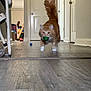 Jack is registered to the contest to win money with this photo: cat, orange_cat, white_paws, hallway, wood_floor, door, tail_up, pet_toy, green_ball, indoor, furniture, household, walking, tabby, playful, domestic_cat, fur, cute, animal, pet