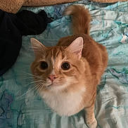 Jack joined the competition — help win amazing prizes! cat, orange_cat, white_fur, bed, blue_bedspread, pillow, curious, pet, animal, whiskers, tail, indoor, feline, looking_up, soft_fur, cute, domestic, cozy, resting, closeup