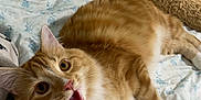 Jack joined the competition — help win amazing prizes! cat, ginger_cat, white_paws, bed, floral_bed_sheet, plush_toy, teddy_bear, feline, pet, indoor, cute, curious, open_mouth, relaxed, whiskers, fur, animal, domestic_cat, lying_down, person_leg