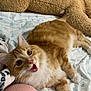 animal, bed, cat, curious, cute, domestic_cat, feline, floral_bed_sheet, fur, ginger_cat, indoor, lying_down, open_mouth, person_leg, pet, plush_toy, relaxed, teddy_bear, whiskers, white_paws