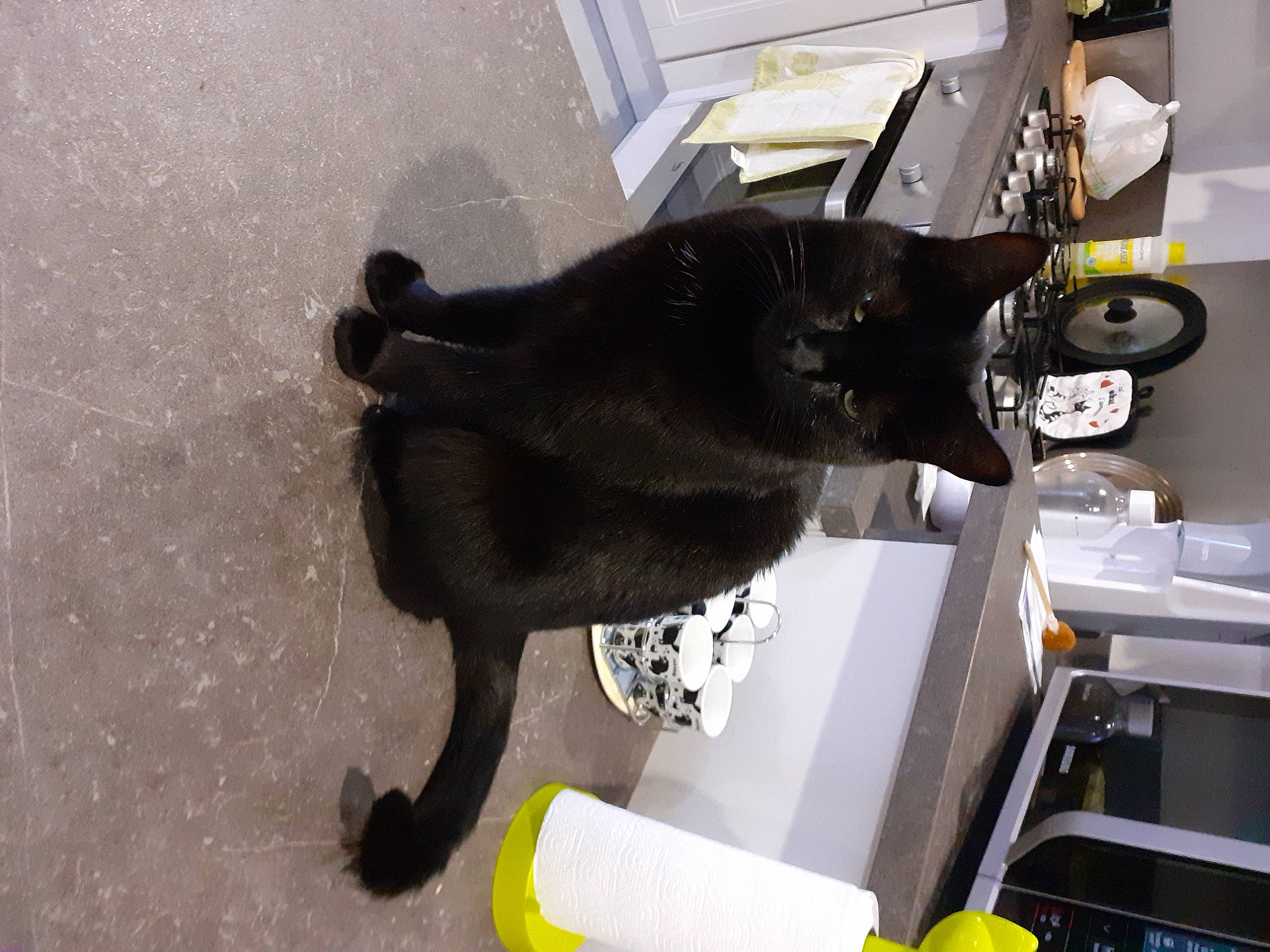 Linette a rejoint le concours — aidez-le/la à gagner de superbes lots ! black_cat, canidae, carnivore, comfort, companion_dog, dog, dog_breed, felidae, flooring, fur, guard_dog, hardwood, machine, room, small_to_medium_sized_cats, sporting_group, tail, whiskers