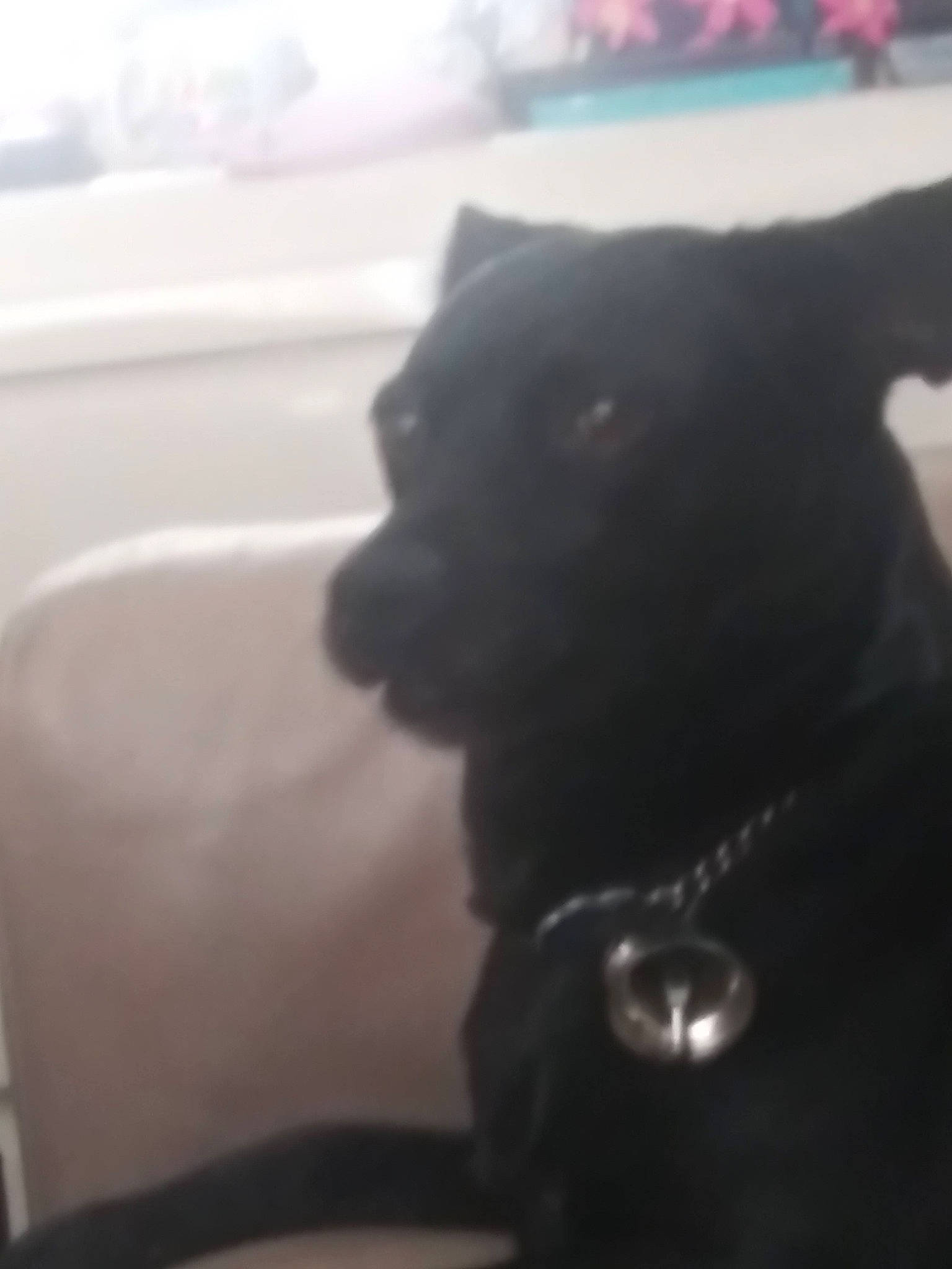 Midnight joined the competition — help win amazing prizes! borador, canidae, carnivore, companion_dog, dog, dog_breed, dog_collar, felidae, fur, non_sporting_group, snout, sporting_group, whiskers, working_animal