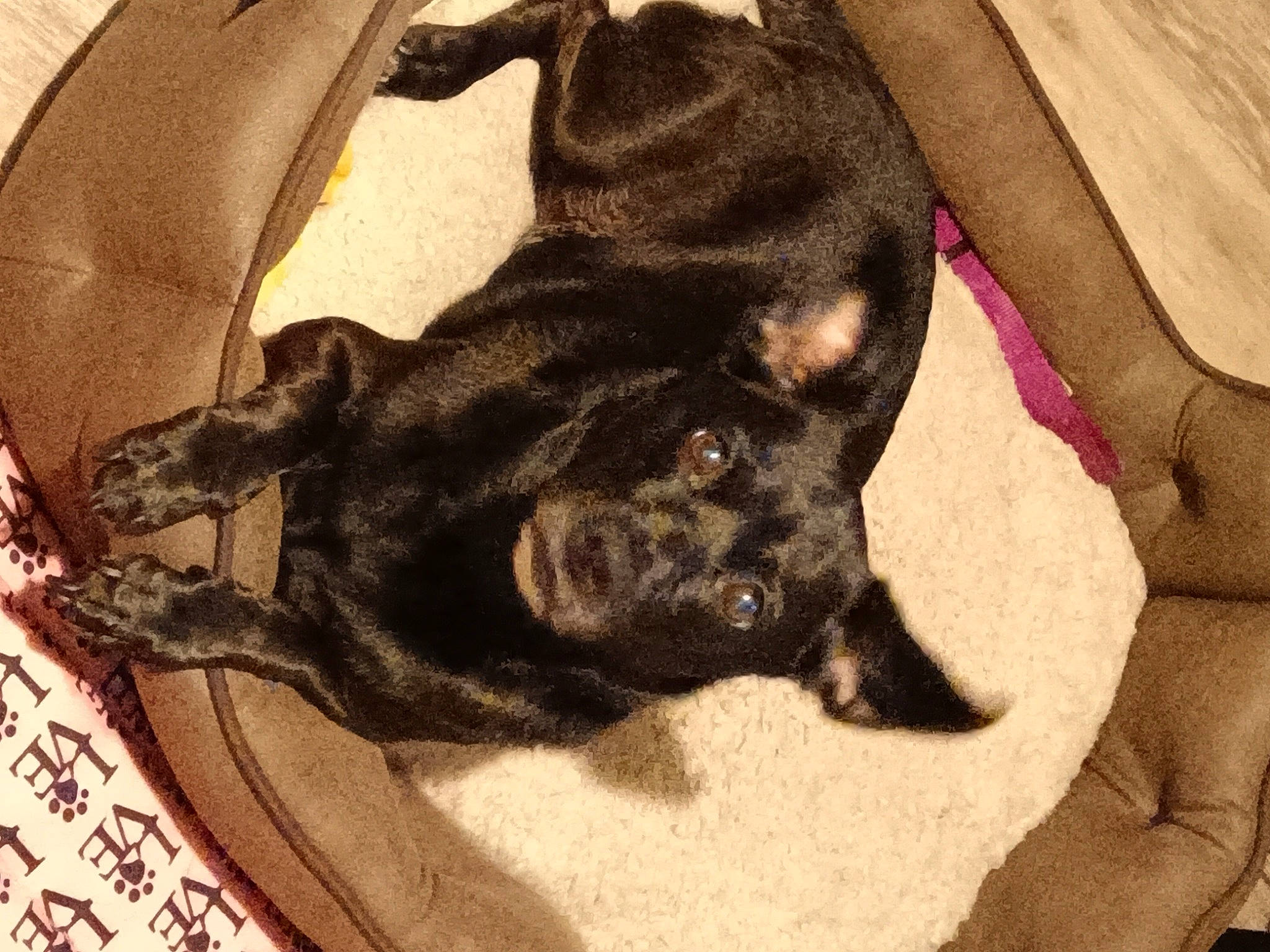 Midnight joined the competition — help win amazing prizes! borador, carnivore, comfort, companion_dog, dog, dog_breed, dog_supply, fawn, fur, guard_dog, liver, nap, non_sporting_group, paw, sporting_group, tail, terrestrial_animal, toy_dog, whiskers, working_animal