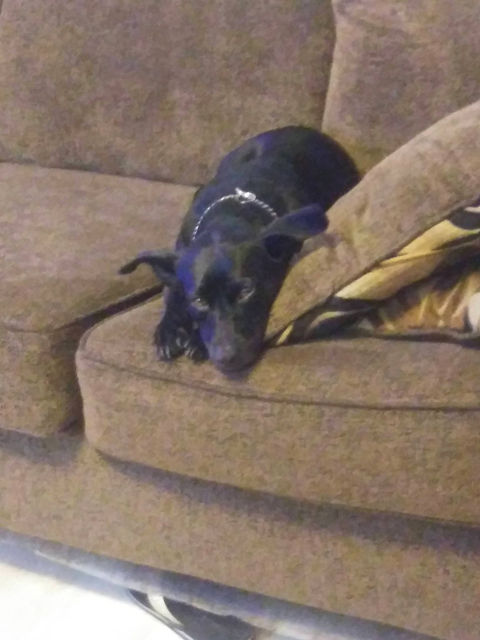 Midnight joined the competition — help win amazing prizes! canidae, carnivore, claw, comfort, dog, dog_breed, electric_blue, felidae, sporting_group, tail, terrestrial_animal, whiskers, wildlife, wood, working_animal