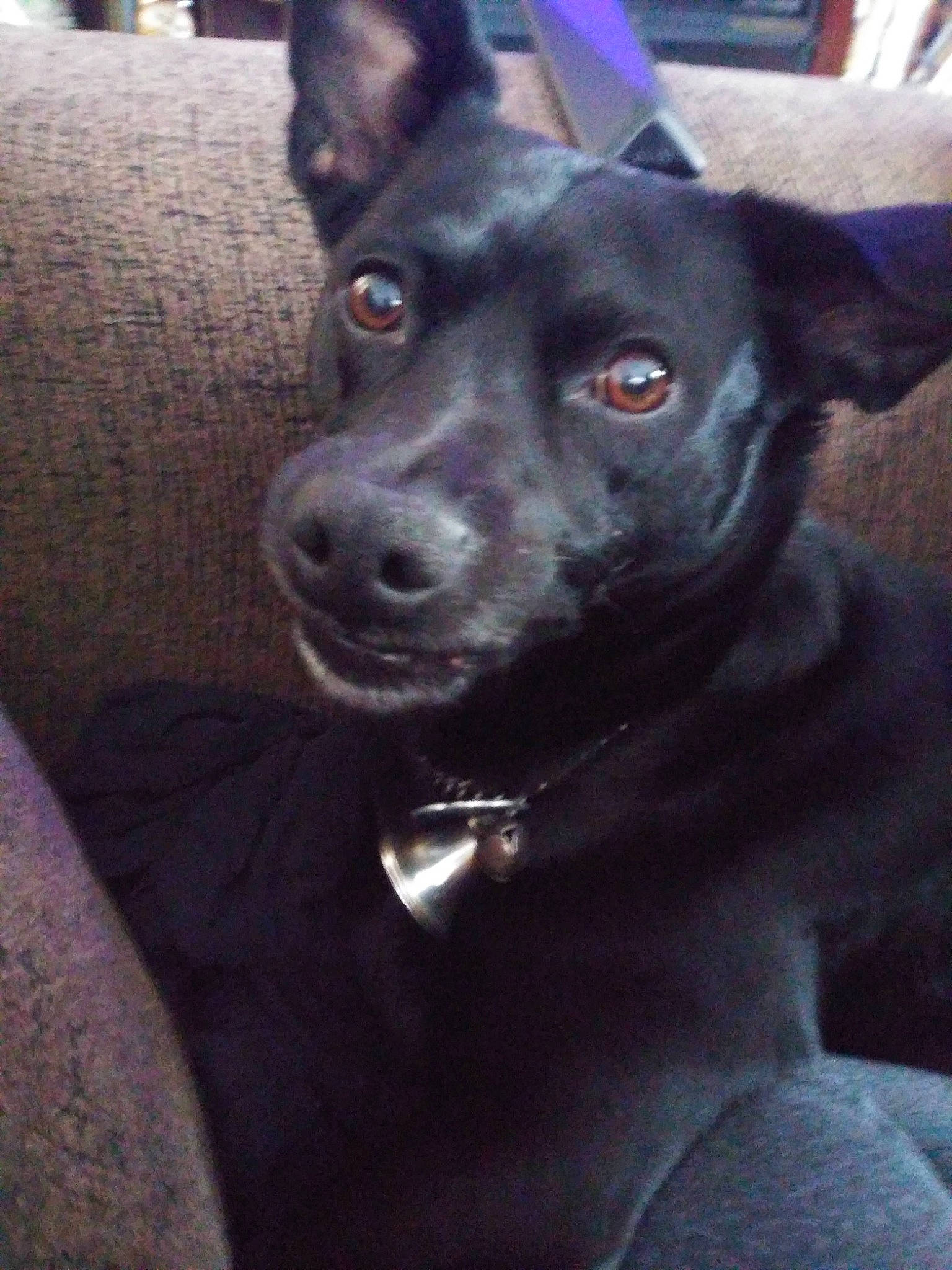 Midnight joined the competition — help win amazing prizes! borador, canidae, carnivore, collar, companion_dog, dog, dog_breed, dog_collar, ear, fur, non_sporting_group, snout, sporting_group, toy_dog, whiskers, working_animal