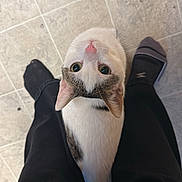Freya is registered to the contest to win money with this photo: adorable, black_pants, cat, close_up, floor_tiles, green_eyes, indoors, kitten, legs, looking_up, person, pet, pink_nose, slippers, socks, tabby, tile_floor, top_down, whiskers, white_cat
