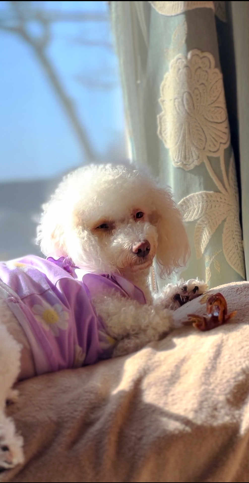 Archie And Myla joined the competition — help win amazing prizes! animal, blanket, cozy, curly_fur, curtain, cute, dog, flower_pattern, home, indoor, pet, poodle, portrait, purple_clothing, relaxed, resting, soft_texture, sunlight, white_dog, window