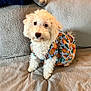 Archie And Myla is registered to the contest to win money with this photo: dog, white_dog, curly_fur, pet, cute, small_dog, sitting, clothing, dress, orange_pattern, indoor, couch, furniture, looking_at_camera, adorable, fluffy, companion, domestic_animal, cozy, home