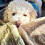 Archie And Myla joined the competition — help win amazing prizes! dog, curly_fur, white_dog, blanket, cozy, soft_texture, sleepy, close_up, pet, indoor, warm_light, nose, animal, furry, resting, cute, companion, relaxed, fur, two_dogs