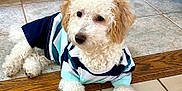 Archie And Myla is registered to the contest to win money with this photo: dog, puppy, curly_fur, white_fur, tan_fur, striped_shirt, pet_clothing, indoor, floor, tile_floor, rug, couch, wood_flooring, relaxed, cute, small_dog, looking_away, home, domestic_animal, animal