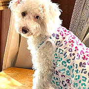 Archie And Myla joined the competition — help win amazing prizes! dog, white_dog, curly_fur, pet_clothing, colorful_shirt, leopard_print, indoor, wooden_surface, curtains, window_light, furniture, pet, animal, cute, small_dog, looking_back, cozy, sunlight, portrait, fluffy