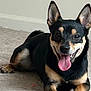 animal, black_and_tan, canine, carpet, cute, dog, domestic, ears_up, friendly, fur, happy, indoor, laying_down, looking_at_camera, mouth_open, pet, playful, resting, smiling, tongue_out