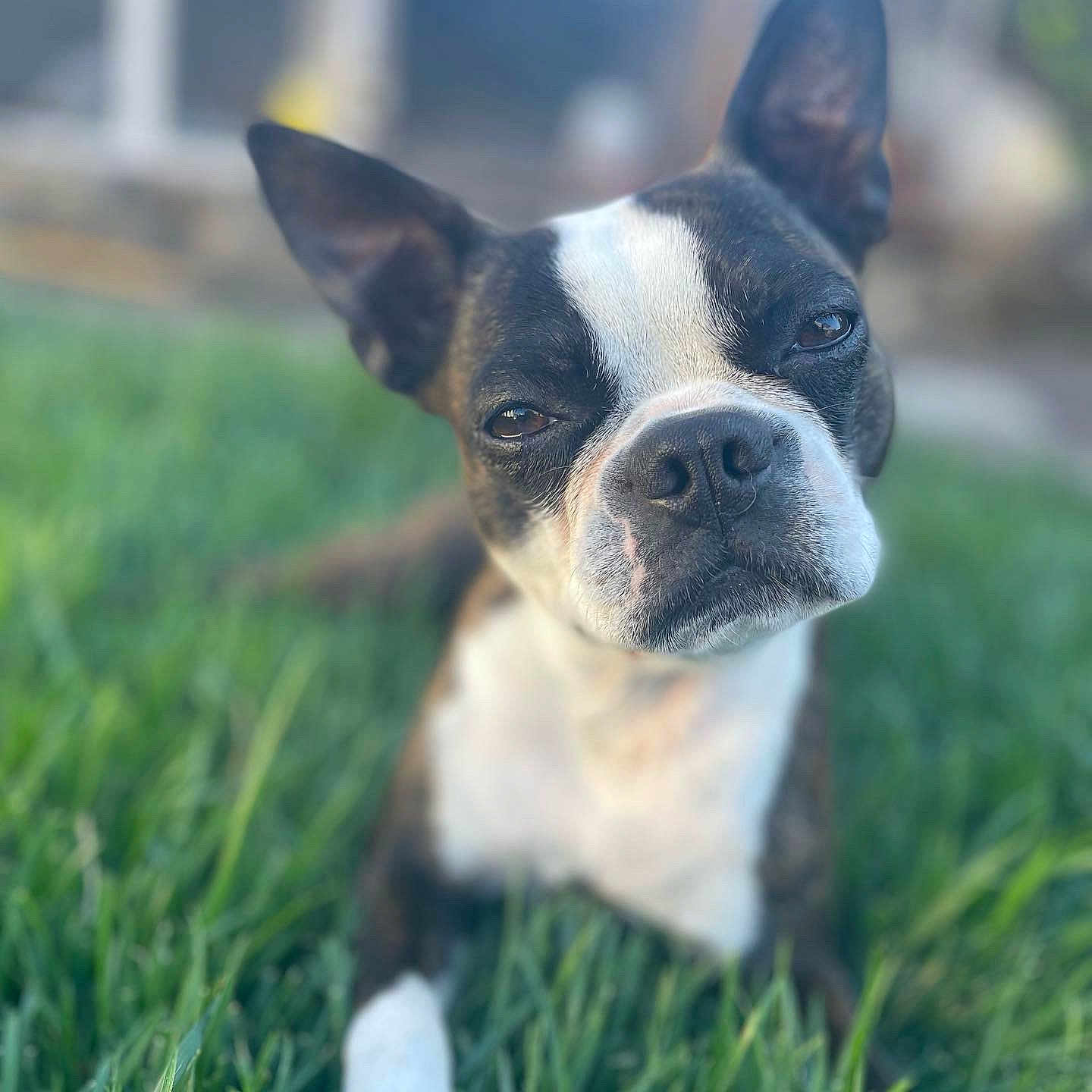 Dixie joined the competition — help win amazing prizes! animal, bostonbull, boxer, bulldog, canine, dog, frenchbulldog, grass, pet, pitbull, plant, puppy, snout