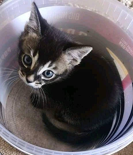 Salem joined the competition — help win amazing prizes! animal_shelter, black_cat, box, carnivore, cat, cat_furniture, cat_supply, comfort, domestic_short_haired_cat, felidae, fur, iris, pet_supply, plumbing_fixture, small_to_medium_sized_cats, snout, tail, terrestrial_animal, whiskers, window