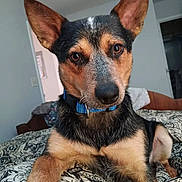 Granger is registered to the contest to win money with this photo: dog, pet, indoor, bed, collar, ears, animal, canine, fur, brown, black, white, closeup, portrait, looking, cute, domestic, resting, furniture, home