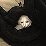 Alvin a rejoint le concours — aidez-le/la à gagner de superbes lots ! cat, white_cat, black_blanket, cozy, indoor, pet, animal, fur, face, resting, cute, snuggled, comfort, blanket, hiding, relaxing, soft, domestic_cat, whiskers, nap