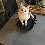 Alvin a rejoint le concours — aidez-le/la à gagner de superbes lots ! cat, white_cat, grill_pan, table, chair, kitchen, bag, bread, indoor, pet, curious, yellow_eyes, looking_up, feline, domestic_animal, household, tabletop, food, container, pan