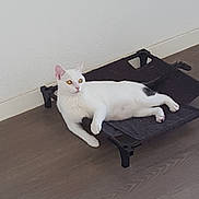 Alvin a rejoint le concours — aidez-le/la à gagner de superbes lots ! cat, white_cat, black_tail, black_spot, pet_bed, lounging, indoor, wooden_floor, wall, relaxed, animal, feline, domestic_cat, flooring, resting, side_view, eyes_reflecting, single_animal, household, quiet