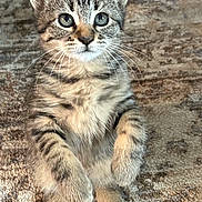 Lorelai is registered to the contest to win money with this photo: animal, carpet, cat, curious, cute, domestic, ears, feline, fur, indoor, kitten, mammal, paws, pet, playful, sitting, small, tabby, whiskers, young